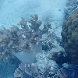 Broccoli Coral, photo 4