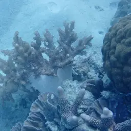 Broccoli Coral, photo 5