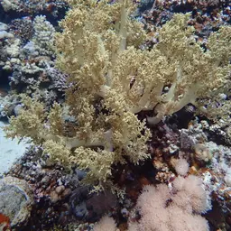 Broccoli Coral, photo 6
