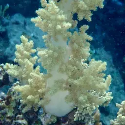 Broccoli Coral, photo 7