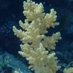 Broccoli Coral, photo 8