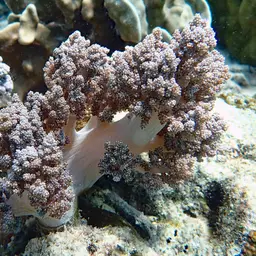 Broccoli Coral, photo 9