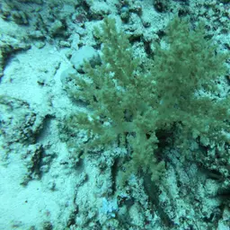 Broccoli Coral, photo 10