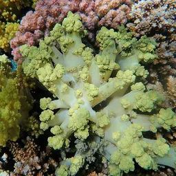 Broccoli Coral, photo 11