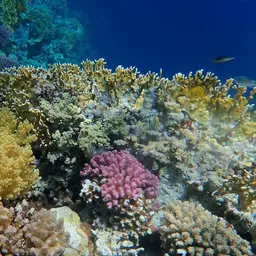 Broccoli Coral, photo 12