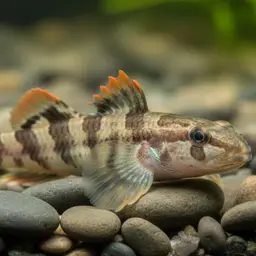 Lizard Goby, photo 1