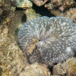 Oval Mushroom Coral, photo 1