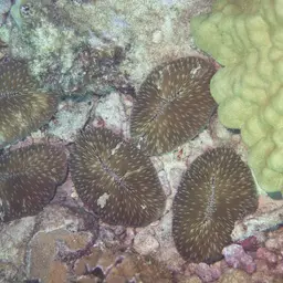 Oval Mushroom Coral, photo 2