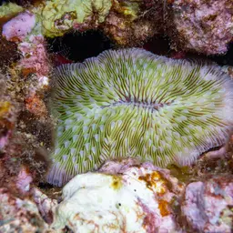 Oval Mushroom Coral, photo 3