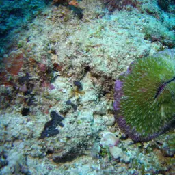 Oval Mushroom Coral, photo 4