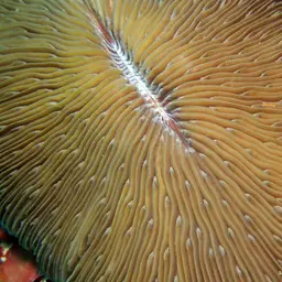 Oval Mushroom Coral, photo 5