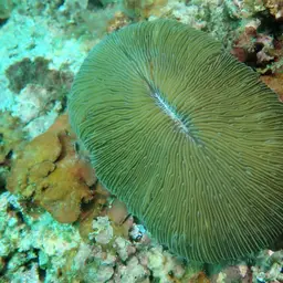 Oval Mushroom Coral, photo 6