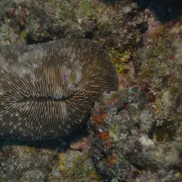 Oval Mushroom Coral, photo 7
