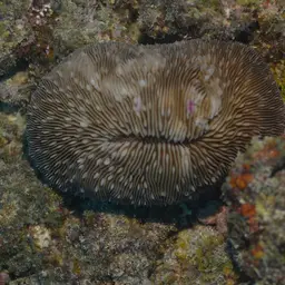 Oval Mushroom Coral, photo 8