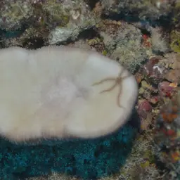 Oval Mushroom Coral, photo 9