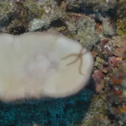 Oval Mushroom Coral, photo 10