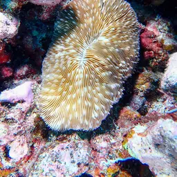 Oval Mushroom Coral, photo 11