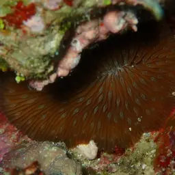 Oval Mushroom Coral, photo 12