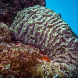 Sinuous Cup Coral, photo 1