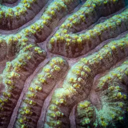 Sinuous Cup Coral, photo 2