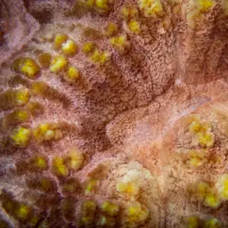 Sinuous Cup Coral, photo 3