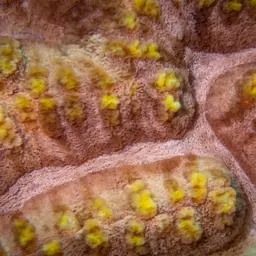 Sinuous Cup Coral, photo 4