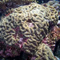 Sinuous Cup Coral, photo 5