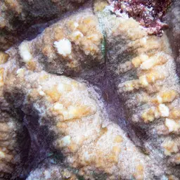 Sinuous Cup Coral, photo 6