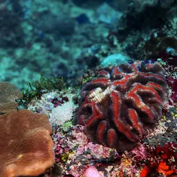 Sinuous Cup Coral, photo 7
