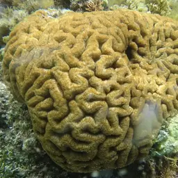 Sinuous Cup Coral, photo 8