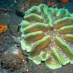 Sinuous Cup Coral, photo 9