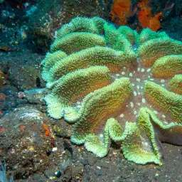 Sinuous Cup Coral, photo 10