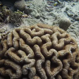 Sinuous Cup Coral, photo 11