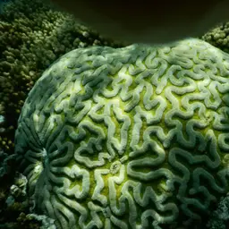 Sinuous Cup Coral, photo 12