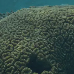 Brain Coral, photo 2
