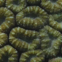 Brain Coral, photo 3