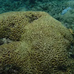 Brain Coral, photo 4