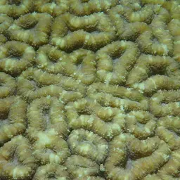 Brain Coral, photo 1