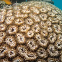 Brain Coral, photo 5