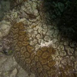 Brain Coral, photo 6