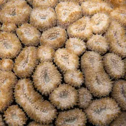 Brain Coral, photo 7