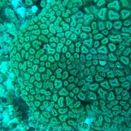 Brain Coral, photo 8