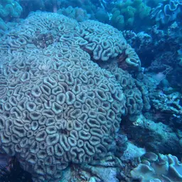 Brain Coral, photo 9