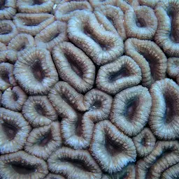 Brain Coral, photo 10