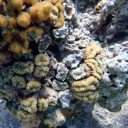 Brain Coral, photo 11