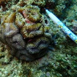 Brain Coral, photo 12