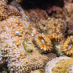 Lobed Cactus Coral, photo 1