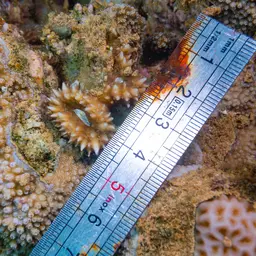Lobed Cactus Coral, photo 2
