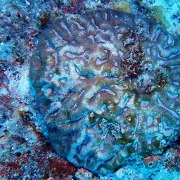 Sinuous Cup Coral, photo 1