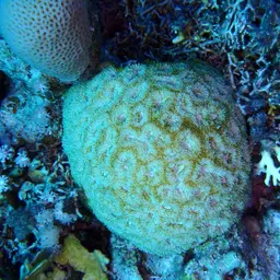 Sinuous Cup Coral, photo 2